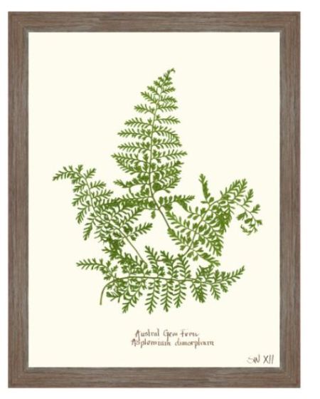 Pressed Fern XII