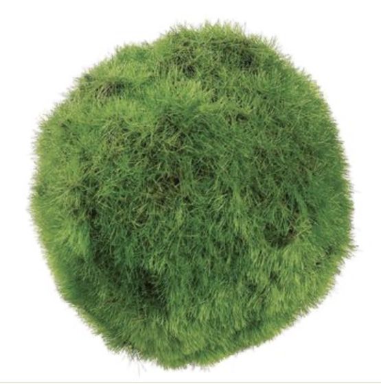 3" Green Moss Ball
