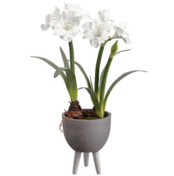 Amaryllis Bulb in White Planter