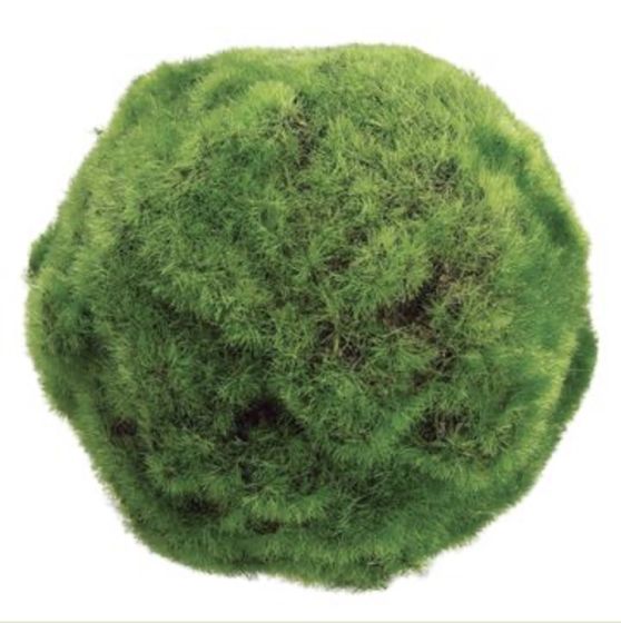 5" Green Moss Ball
