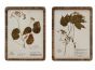 Rattan Framed Botanical Prints