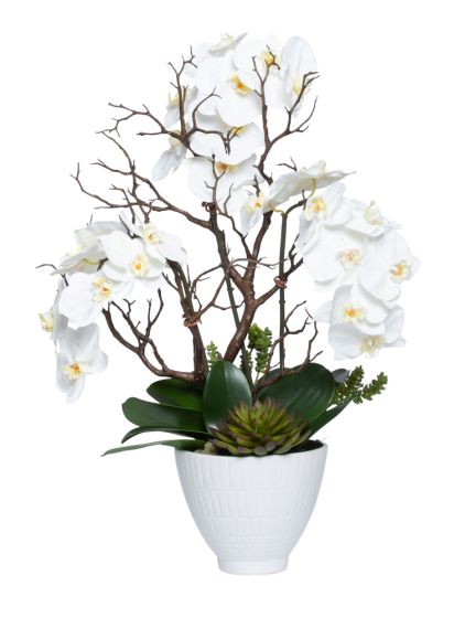 White Phal and Succulent in Pot