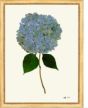 Framed Pressed Hydrangea XVII