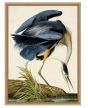 Oiseau 1