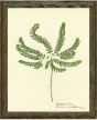 Pressed Fern III