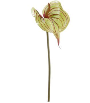 25" Green & Burgundy Anthurium