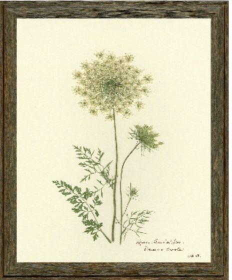 Pressed Fern VIII