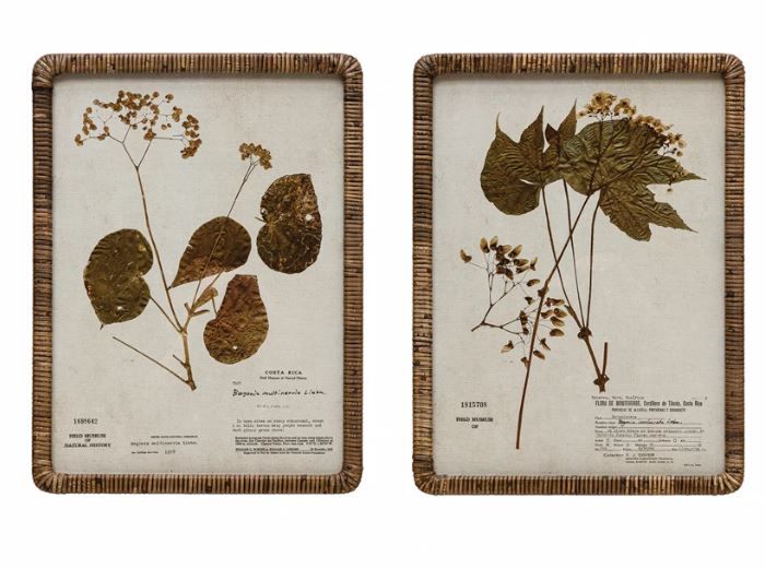 Rattan Framed Botanical Prints