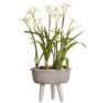 Paperwhite with Bulb in Planter