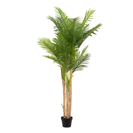 Fern Tree in Pot