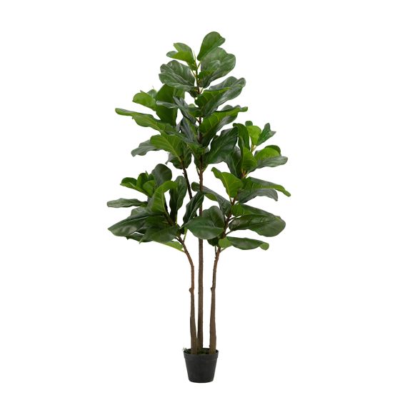 Fiddle Leaf Fig Tree in Pot