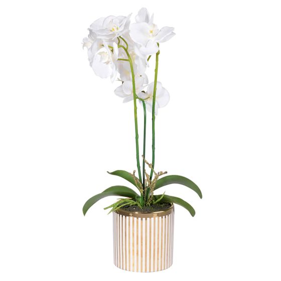 Potted Orchid in Striped Vase