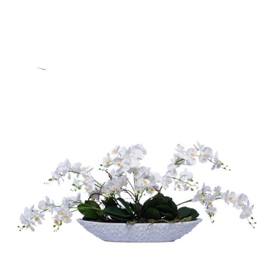 White Wild Mini Phal
