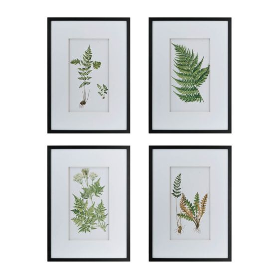 Framed Fern Prints