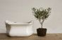 White Terracotta Cachepot