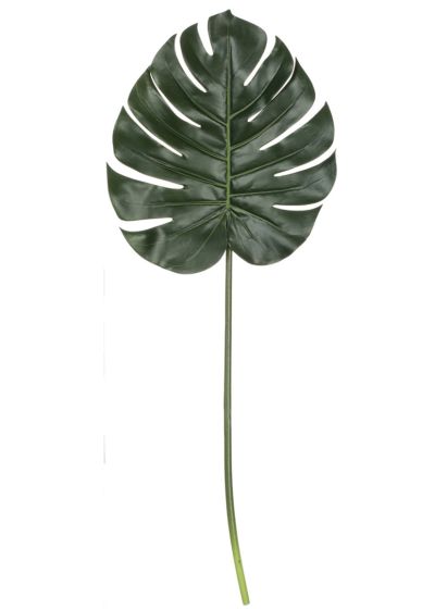 Split Leaf Philodendron