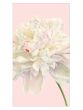 Duchess Peonies Blush Guest