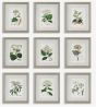 Botanical Framed Prints