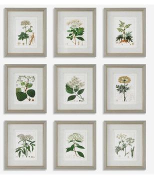 Botanical Framed Prints