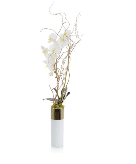 Woodland Phalaenopsis Orchid