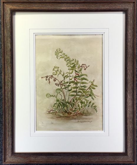 Matheson Fern I